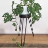 flat packed saves space when stored or not in use.Let your customers create little Indonesian plant corner and order today!Plant Strand Sizes: H: 43cm  Wooden base: D: 19cm H: 5cm