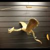 Lrg Nat Coconut Dragon Mobile 46cm - Image 2
