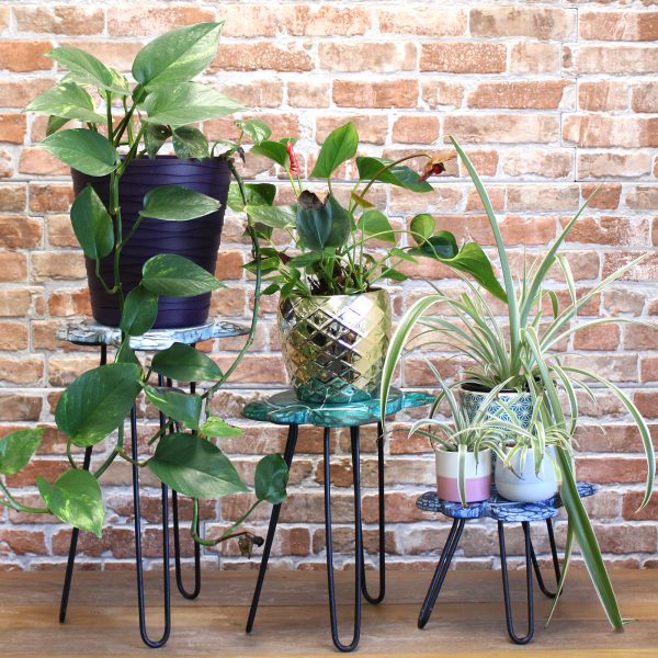 they stand on hairpin legs with a solid wood top. These stands look great on their own or tiered into groups and are also very useful as side or occasional tables. The hairpin legs are polished with black Iron paste to give that smooth finish