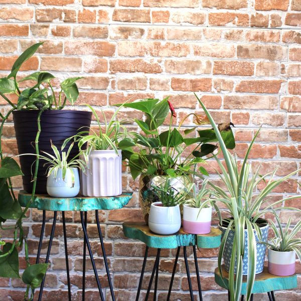 they stand on hairpin legs with a solid wood top. These stands look great on their own or tiered into groups and are also very useful as side or occasional tables. The hairpin legs are polished with black Iron paste to give that smooth finish