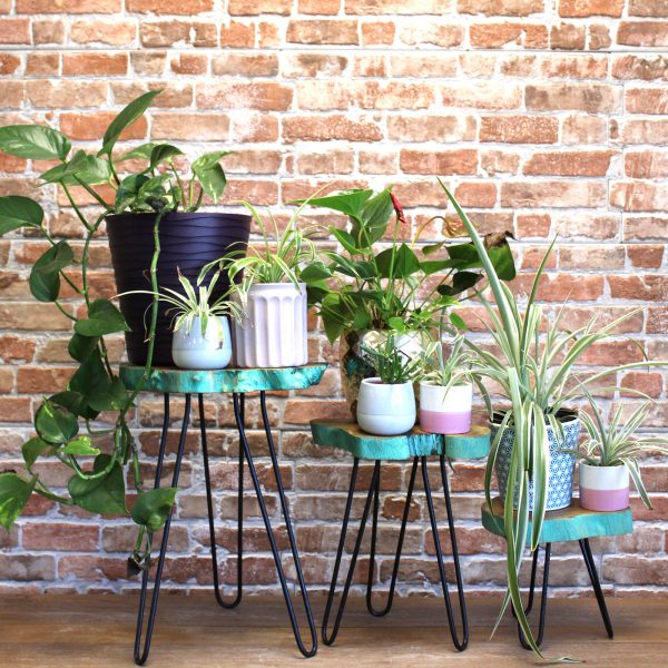 which makes them sturdy and lightweight.Wooden Plant Stands come in whitewash