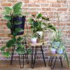 they stand on hairpin legs with a solid wood top. These stands look great on their own or tiered into groups and are also very useful as side or occasional tables. The hairpin legs are polished with black Iron paste to give that smooth finish