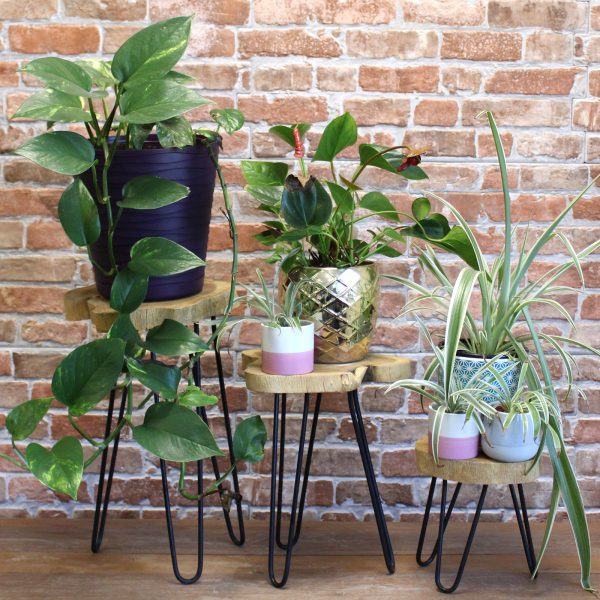 they stand on hairpin legs with a solid wood top. These stands look great on their own or tiered into groups and are also very useful as side or occasional tables. The hairpin legs are polished with black Iron paste to give that smooth finish