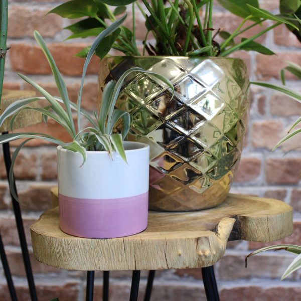 which makes them sturdy and lightweight.Wooden Plant Stands comes in whitewash