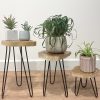 20cm.Let your customers create little Indonesian plant corner and order today! 