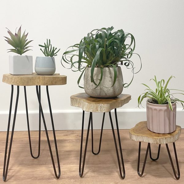20cm.Let your customers create little Indonesian plant corner and order today! 